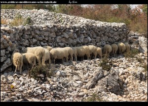 In Štedrica - Schafsherde sucht Schutz vor der glühenden Sonne