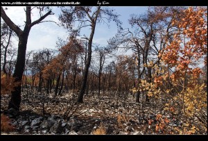 Zwischen Štedrica und Imotica - verbrannte Wälder
