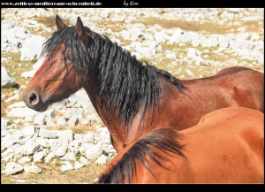 Pferde und die verlassene Ranch Podglogovik
